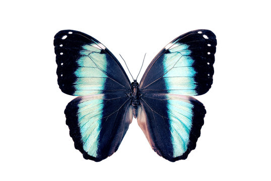 Butterfly - Morpho Helenor