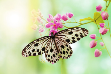 Rice Paper Butterfly © WONG SZE FEI