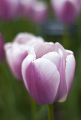 light purple tulip