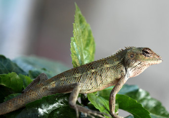 lézard des tropiques