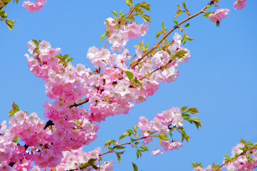 Kirschblüte rosa - cherry blossom 11