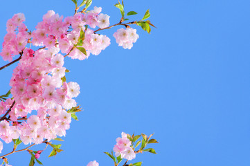 Kirschblüte rosa - cherry blossom 21