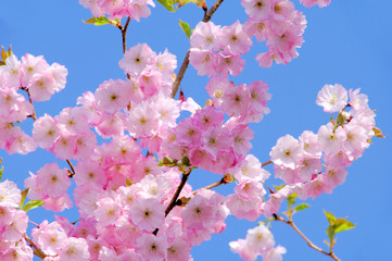 Kirschblüte rosa - cherry blossom 25