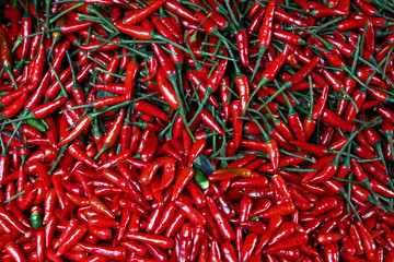 Fototapeta premium Chilischoten