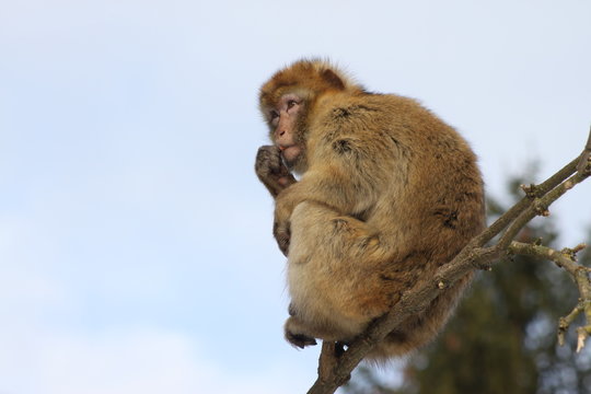 Berberaffe