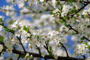 Pflaumenbaumbluete - plum blossom 66