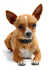 Obraz premium Chihuahua lying down in the studio