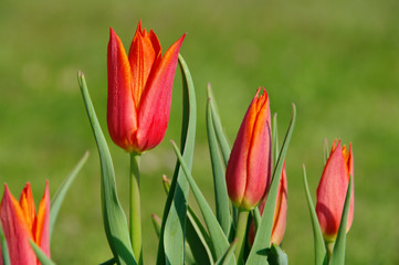 Tulpe rot - tulip red 07