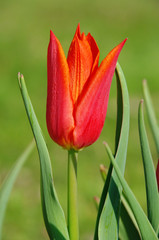 Naklejka premium Tulpe rot - tulip red 15