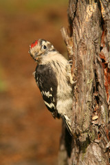 Woodpecker