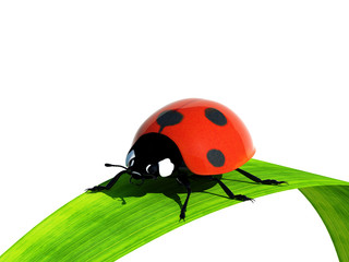 Ladybird on a blade of grass.
