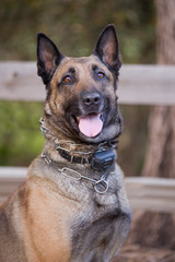 Police dog