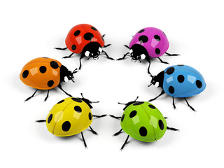 Ladybird on a white background.