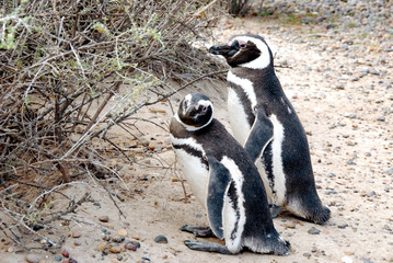 Naklejka premium Pinguini