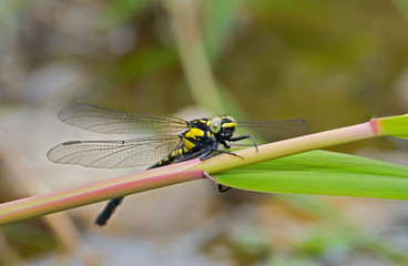 Dragonfly on grass 12