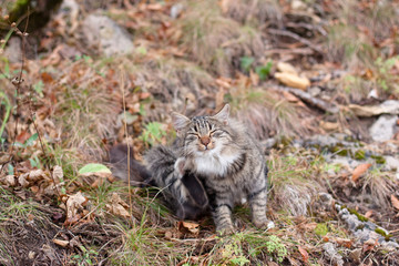 sitting cat