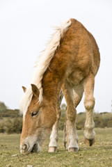 Fototapeta premium Beautiful brown horse eating grass in a pasture.