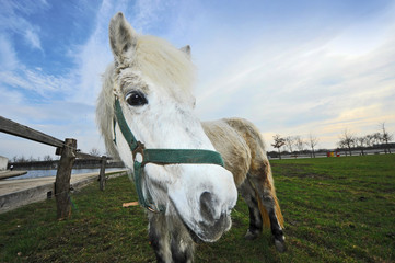 Pferd schaut