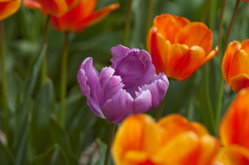 Multi-colored flower bed of tulips