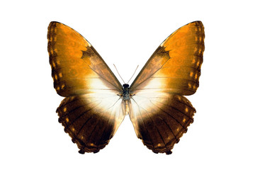Butterfly - Morpho Hecuba Obidonus