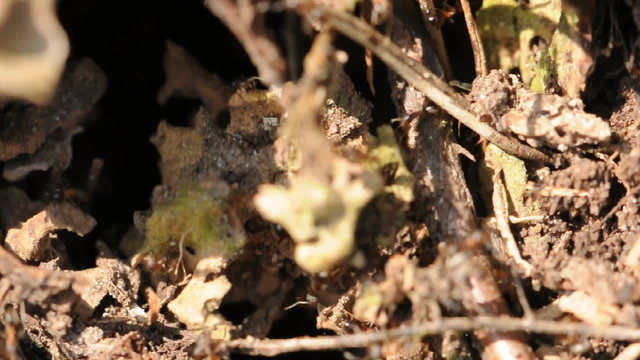 formiche frenetiche nel formicaio