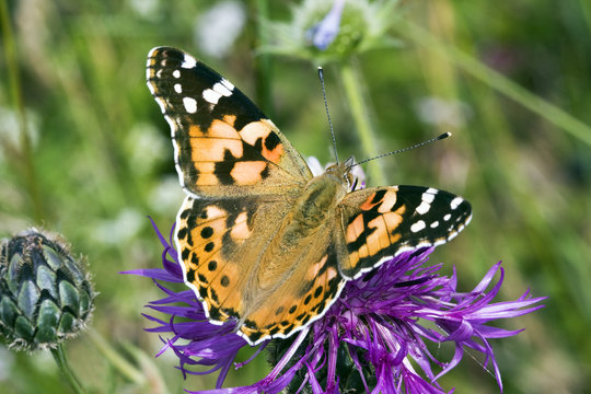 Butterfly - European Painted Lady, Vanessa Cardui