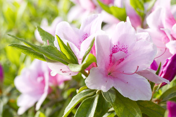 ツツジの花