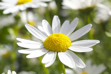 Fototapeta premium マーガレットの花