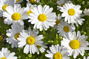 マーガレットの花