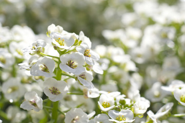 アリッサムの花