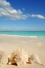sea shells starfish tropical sand turquoise caribbean