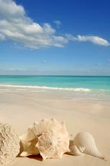 Keuken spatwand met foto zeeschelpen zeester tropisch zand turkoois caribbean © lunamarina