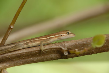 Anolis auratus - (Polychrotidae sauria)