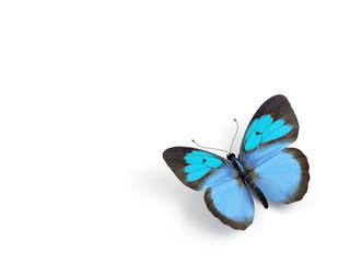 Fototapeta na wymiar Butterfly - 3d render illustration on white background.