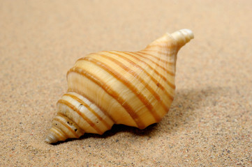 Macro studio shot of beautiful sea shell on a yellow sand