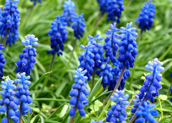 Grape-hyacinth flowers field