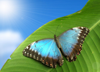 Blue exotic butterfly