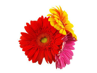 Colored gerberas flowers