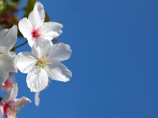 Fototapeta na wymiar CHerry-flowers blossoms in spring
