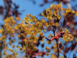 Japan maple leaves detail detail