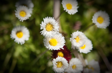 Daisy (White Flower) / G&auml;nsebl&uuml;mchen (Wei&szlig;e Blume)