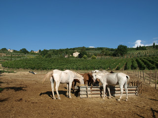 Fototapeta na wymiar stado koni wśród winnic