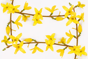 forsytie-blumenhintergrund