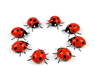Ladybugs isolated on white.