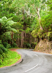 Fototapeta na wymiar Rainforest road