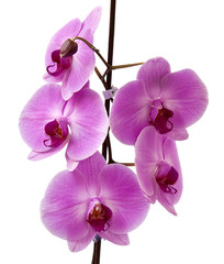 orchid isolated on white background.