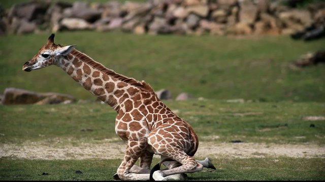 Giraffe