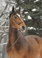 Winter portrait of a horse