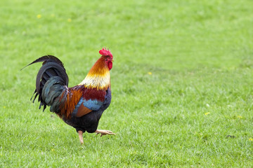 brightly colored free range cockerel