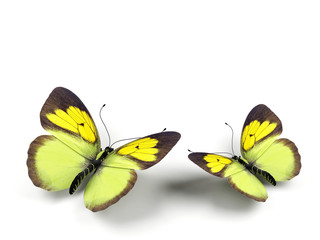 Butterfly - 3d render illustration on white background.